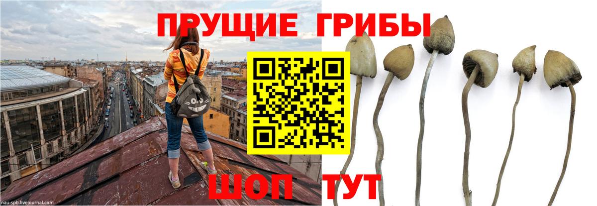 Галлюциногенные грибы ЛСД  Вход с VPN  Королёв  Псилоцибиновые грибы прущие грибы 